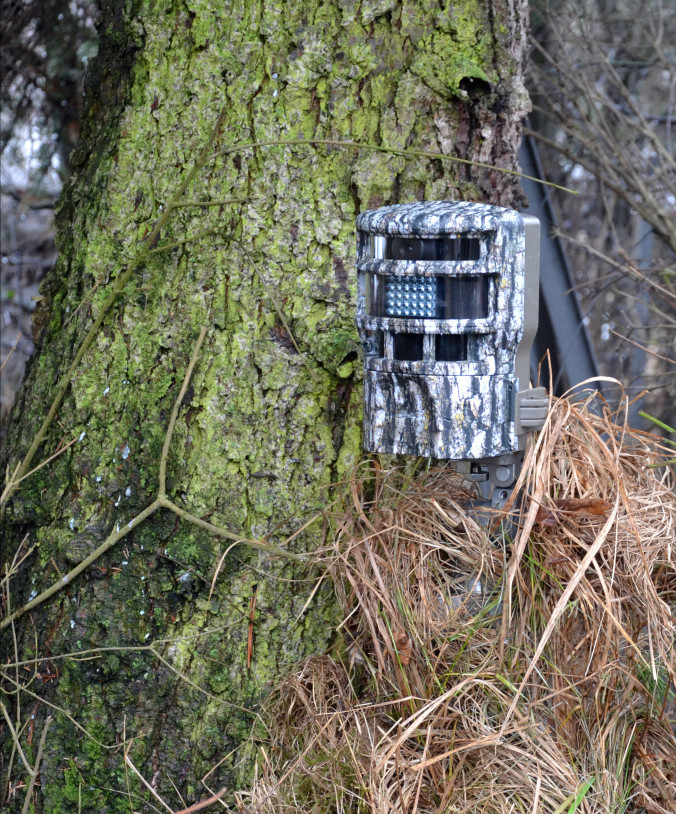 Image of a trail camera placed by a tree