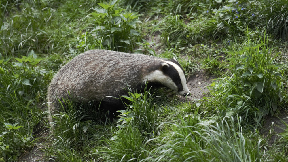 Image of a badger foraging for food
