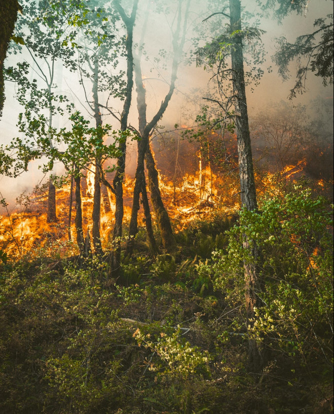 Forest engulfed with fire
