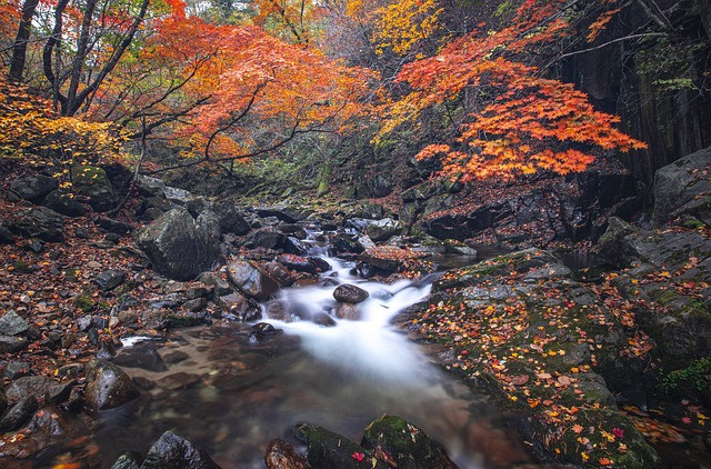 Stream running through the forest surrounded by large rocks overlooked by trees covered in orange and yellow leaves
