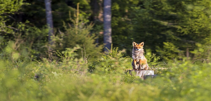 Fox sitting on a tree stump in the woods