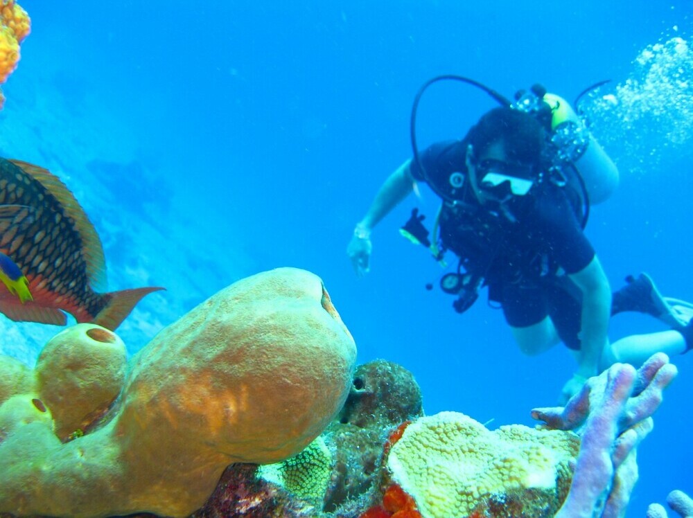 Diver diving the coral reef