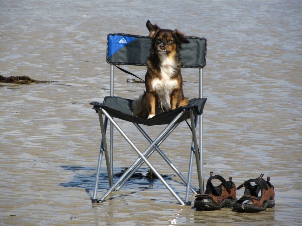 Camping chair placed on a wet beach with a dog sitting in the chair and a pair of shoes on the ground nearby