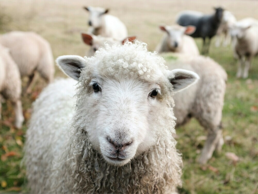 Image of several sheep, one staring directly into the camera